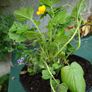 Geum Lady Stratheden Image 2