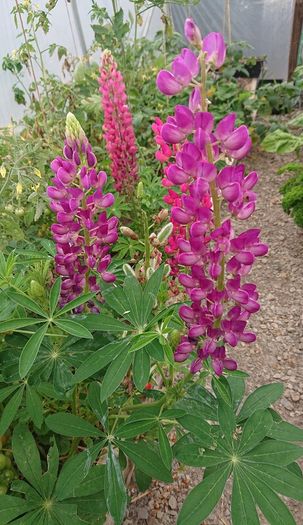 Lupin Seeds / Lupin Plant