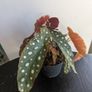 Begonia Maculata Plant Image 4