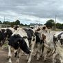 15 Belgium blue store bullocks for sale Image 3