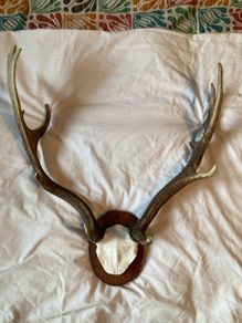 deer mount