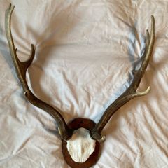 deer mount