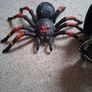 toy Image 4