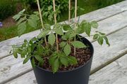 Jiaogulan ( Gynostemma pentaphyllum) plant