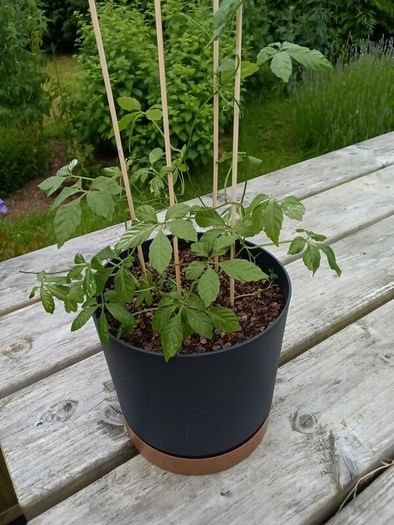 Jiaogulan ( Gynostemma pentaphyllum) plant