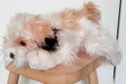 KEELTOYS Puppy Plush 35cm