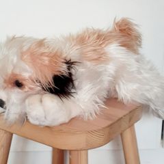 KEELTOYS Puppy Plush 35cm