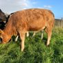Heifers Image 8