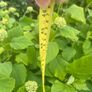 hydrangeas Image 3