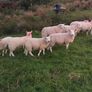 Sheep Image 8