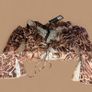 White Fox brown leopard print crop top with tie back detail New with tags  Xs/6 Image 3