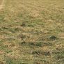 Hay for Sale Image 3