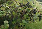 Blackcurrant Plant