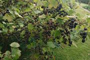 Blackcurrant Plant
