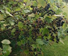 Blackcurrant Plant