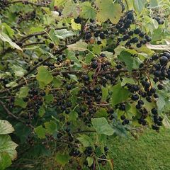 Blackcurrant Plant