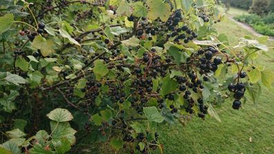 Blackcurrant Plant