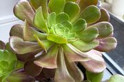 Aeonium Succulent