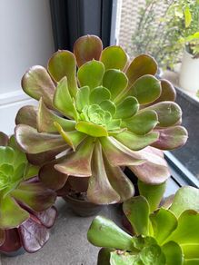 Aeonium Succulent