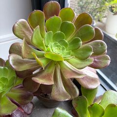 Aeonium Succulent