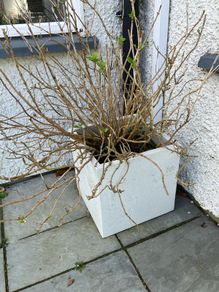 Healthy Hydrangea and planter included