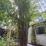 Black stem bamboo Image 5