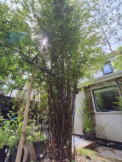 Black stem bamboo