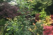 Japanese Acer