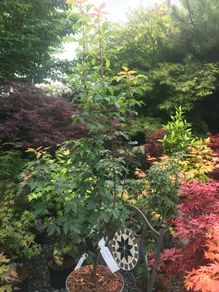 Japanese Acer