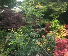 Japanese Acer