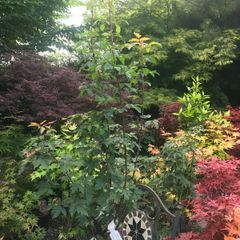 Japanese Acer