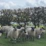 22 Mule Hoggets Image 6