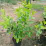 Instant hedge - Laurel 80 - 85cm  tall and bushy Image 5