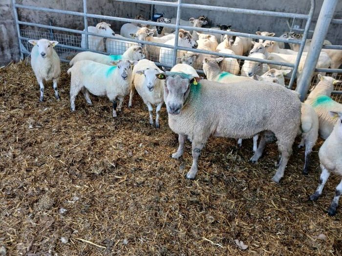 Charolais  hogget ram