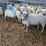 Charolais  hogget ram Image 2