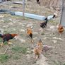 Chickens, (Cockerels and Pullets) Image 2