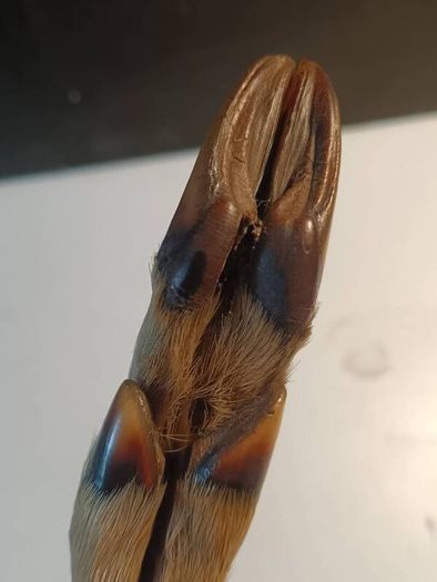 Mid Nineteenth Century Deer Hoof and Horn Page Turner