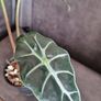 Alocasia bambino aurea variegata - healthy plant Image 4