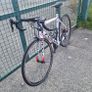 Focus Cayo Image 6