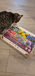 Buzzy Bulbs Big Box 5 Months of Flowers 120 Bulbs