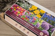 Buzzy Bulbs Big Box 5 Months of Flowers 120 Bulbs