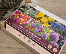 Buzzy Bulbs Big Box 5 Months of Flowers 120 Bulbs