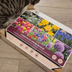 Buzzy Bulbs Big Box 5 Months of Flowers 120 Bulbs