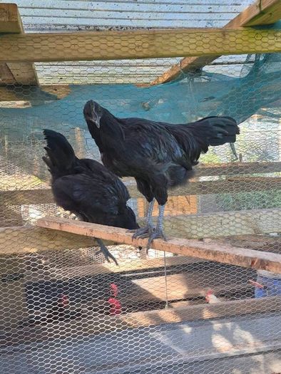 Ayam Cemani Rooster and Hens