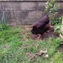 fresh free range eggs Image 4