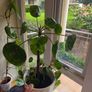 pilea Image 3