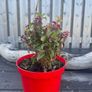 plants Image 4
