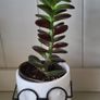 Jade plants. Money plants. Image 5