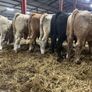 Seven Charlaois Bull Weanlings Image 6