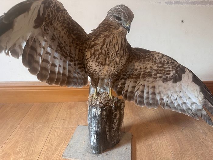 taxidermy buzzard